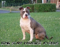 king staff paradise A venus