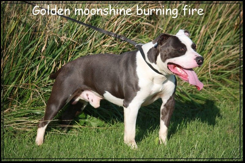 golden moonshine Burning fire