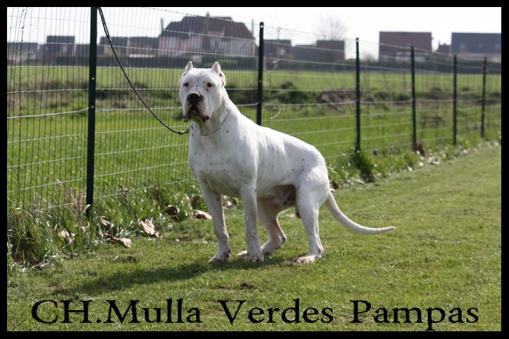 CH. Mulla verdes pampas