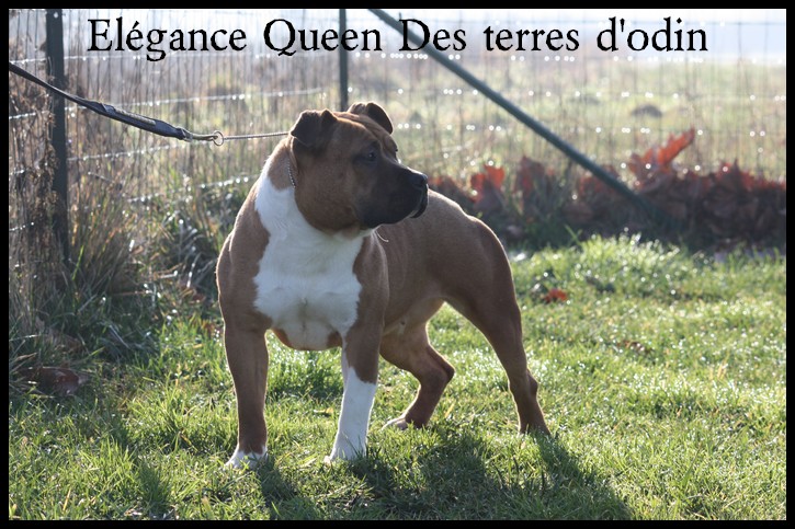 élégance queen des Terres d'Odin