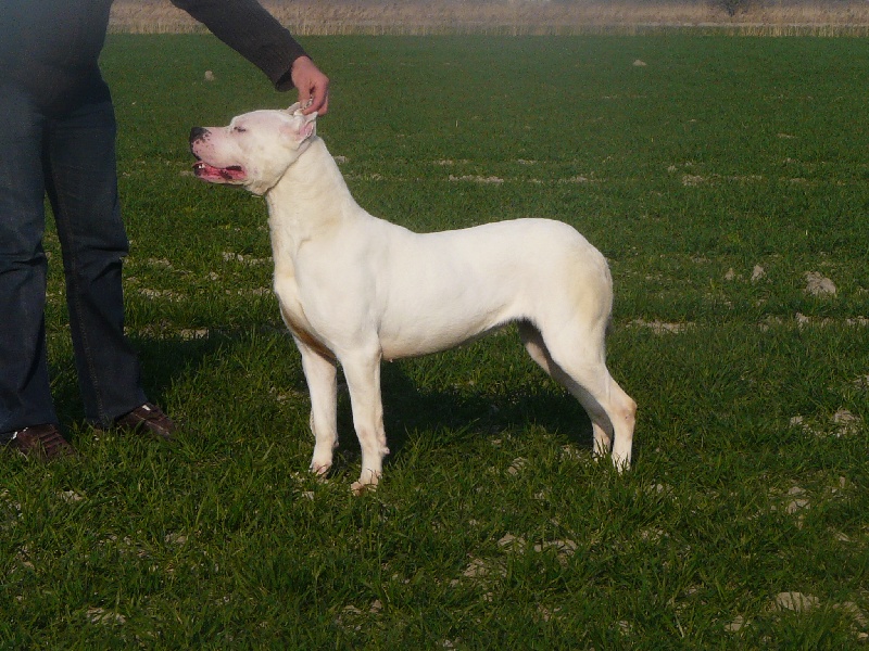 Cheyenne del dogo and the bull