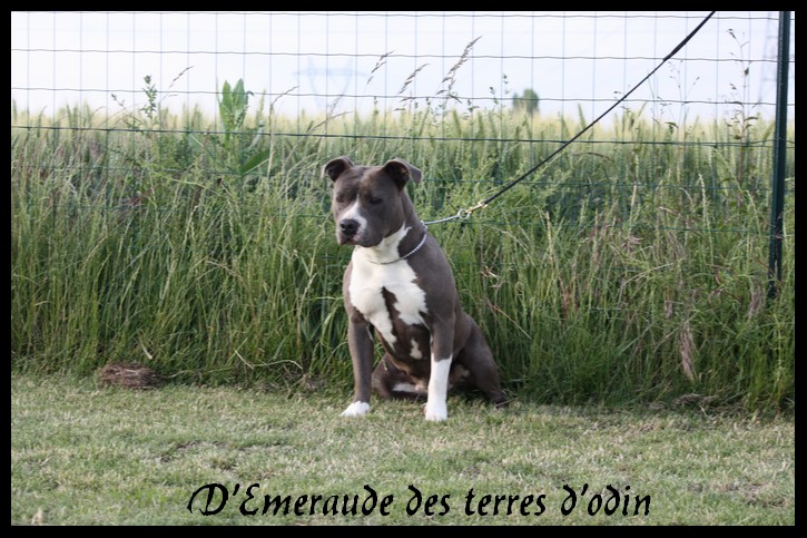 Emeraude des Terres d'Odin