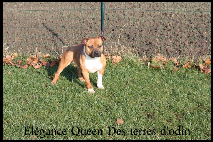 élégance queen des Terres d'Odin