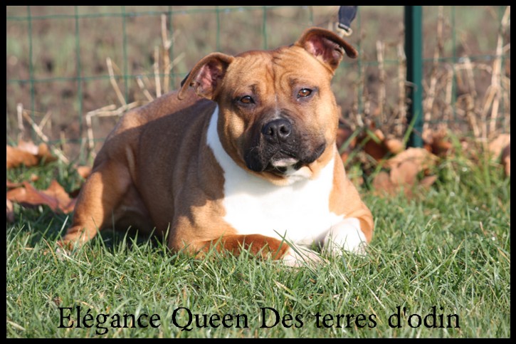 élégance queen des Terres d'Odin