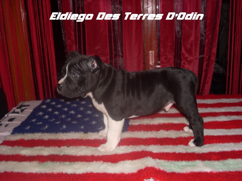 Eldiego des Terres d'Odin