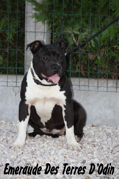 Emeraude des Terres d'Odin